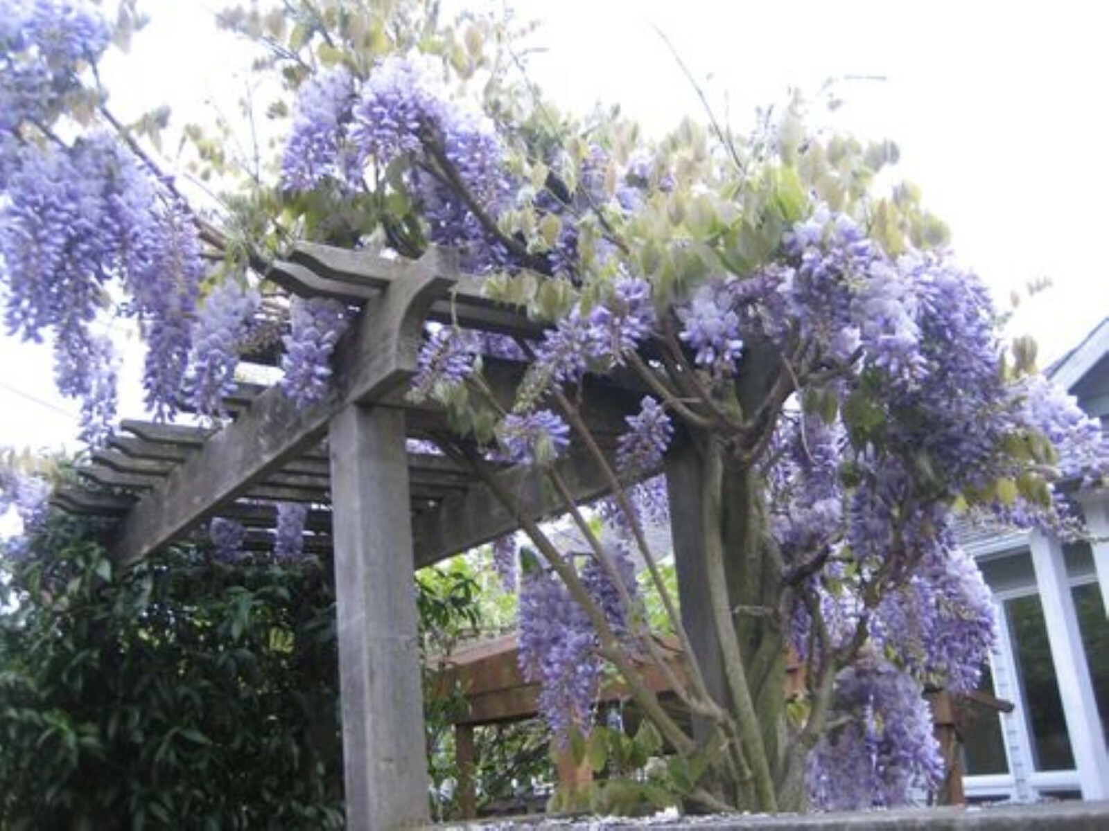 WISTERIA Blue Moon, Purple Flower Fragrant, well rooted seedling 1 yo