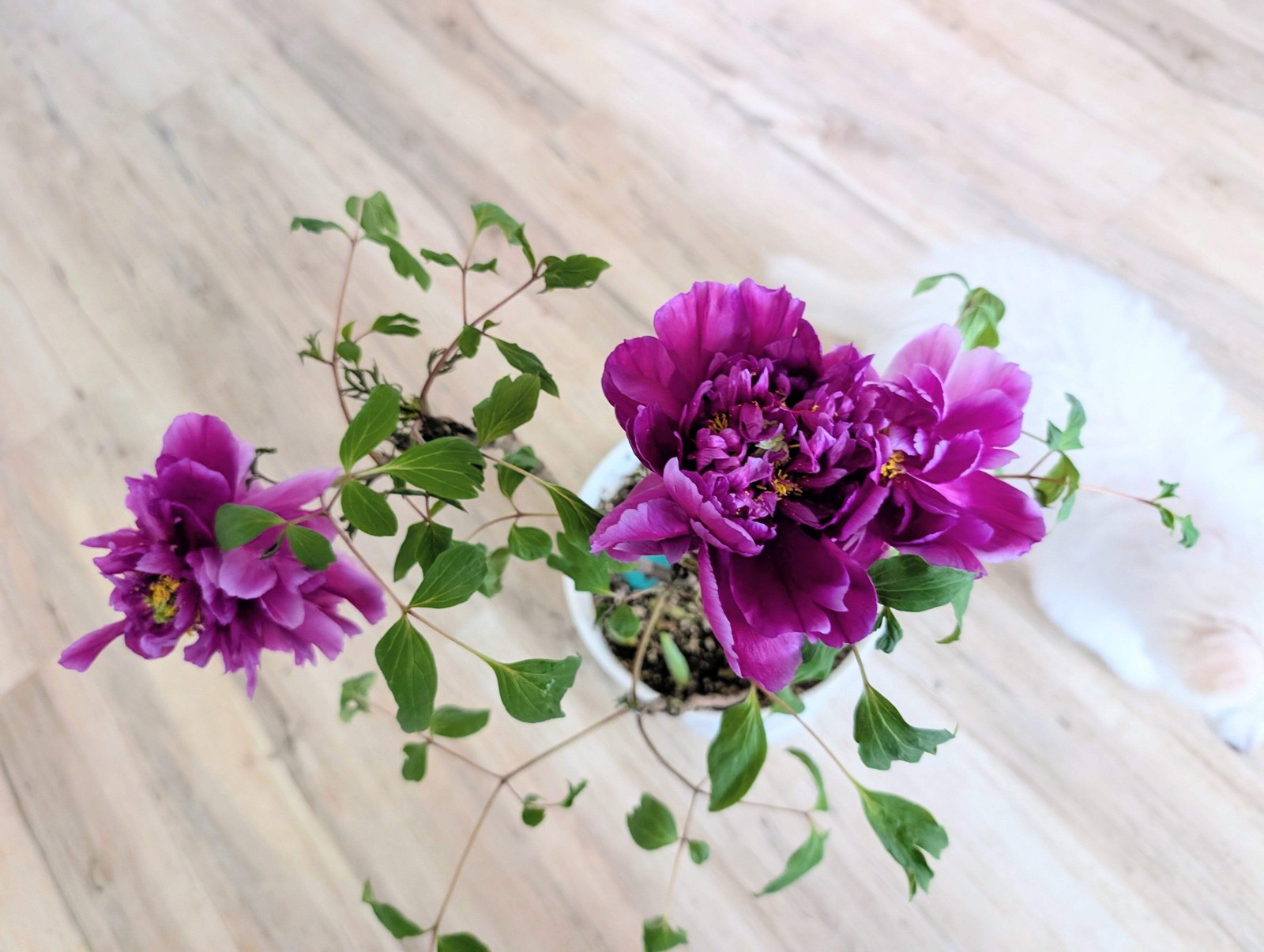“Champion Crown” large flower tree peony