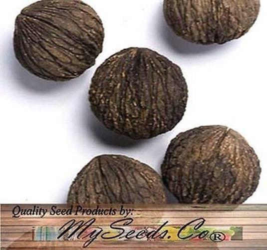 (5) Black Walnut Tree Seeds , Juglans Nigra – Northern – HARDY ZONE 5+