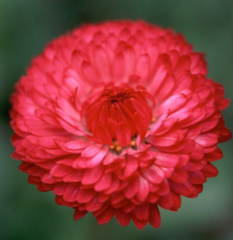RED CORNFLOWER SEEDS 200+ TALL RED BACHELOR BUTTON wildflower Free Shipping