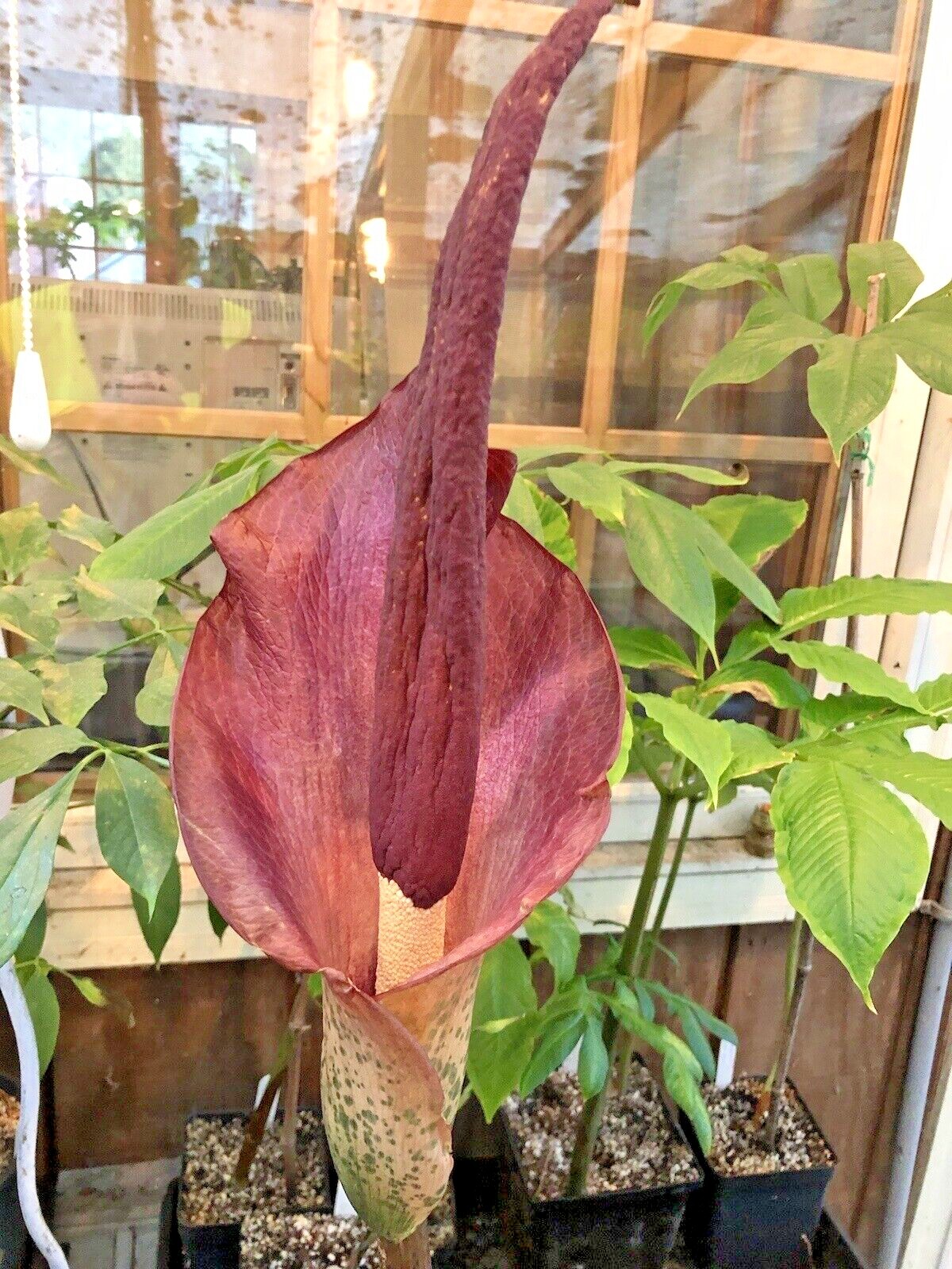 AMORPHOPHALLUS KONJAC ‘Leo’s Song’ 1 Dormant Bulb (Voodoo Lily) Arisaema