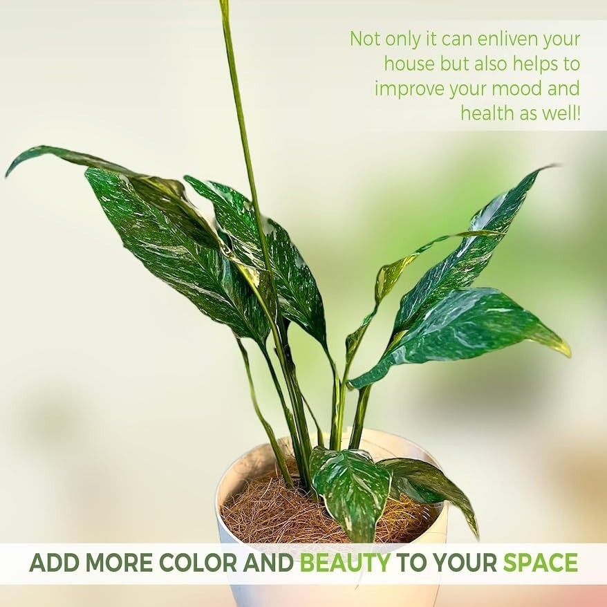 Spathiphyllum Peace Lily Variegated (Pack of 2)| Premium Live Indoor Houseplant