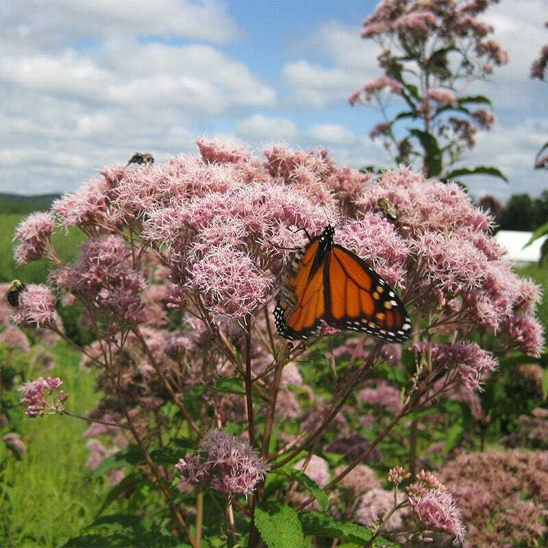 Joe Pye Weed SWEET Perennial Fall Planting Pollinators Butterflies USA 300 Seeds