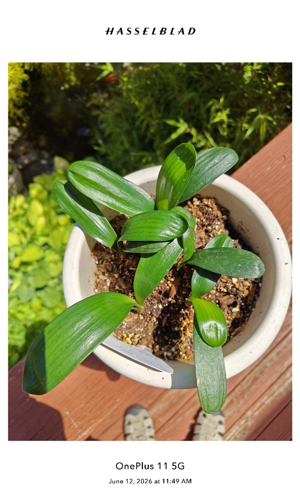 5 Wide Leave Daruma Clivia Seedlings In The Pot