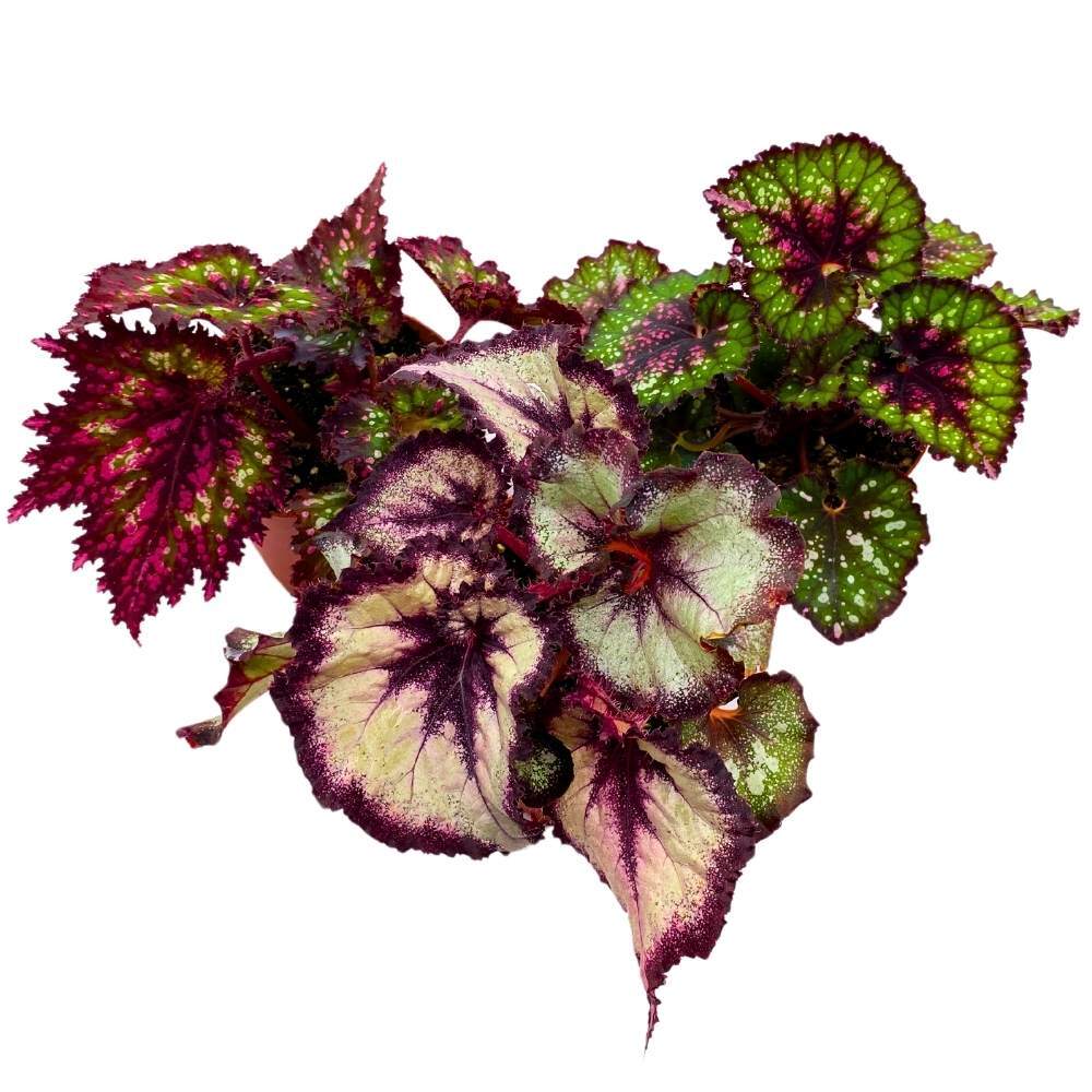 Harmony’s Purple and Green Begonia Assortment 4 inch Set of 3 Harmony Hybrids Sp