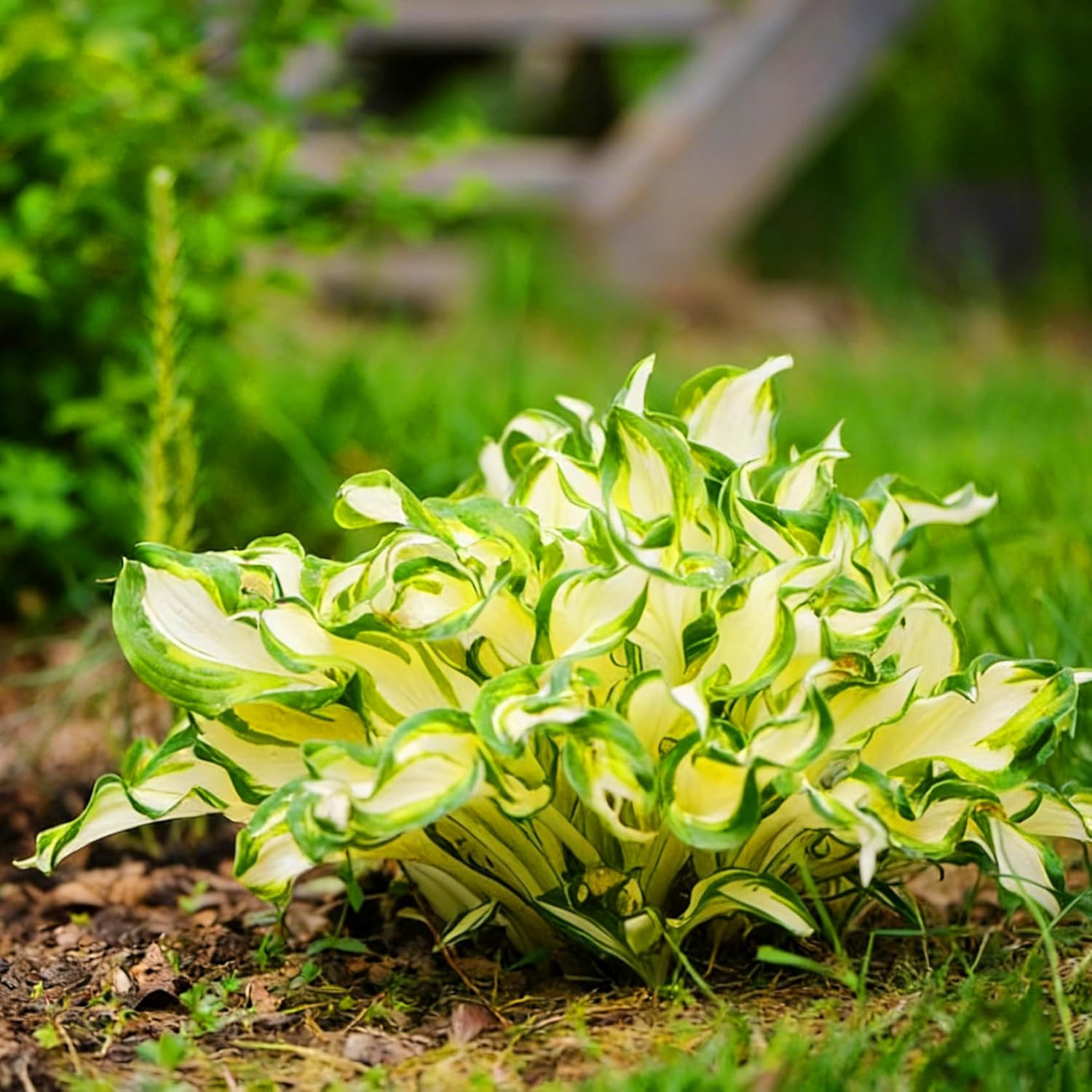 Hosta Seeds for Planting, 310+Pcs Rare Perennial Hosta Flower Seeds Plants, Non-