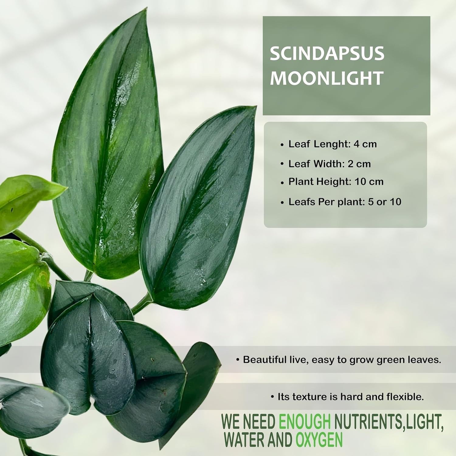Scindapsus Moonlight (Pack of 2)Velvety Sheen & Silvery-Blue Hues Tropical Plant