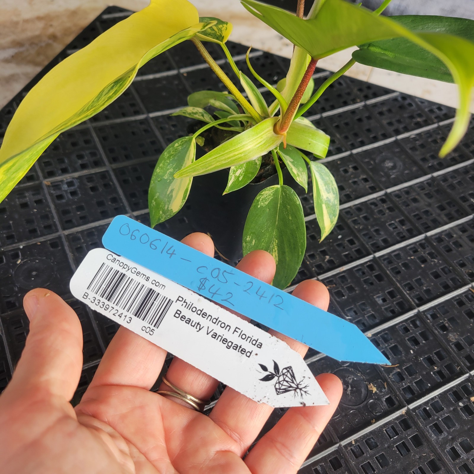 Philodendron Florida Beauty, Exact Plant Variegated Ships Nationwide