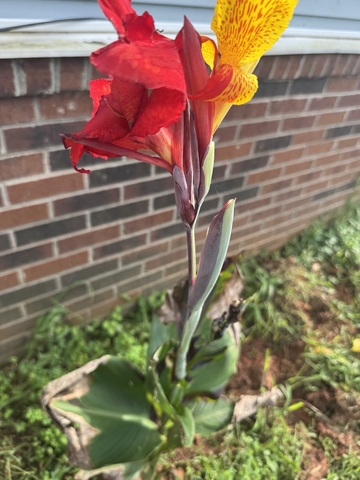 1 Cleopatra Canna Lily Rhizome Bulbs “Red & Yellow Blooms”