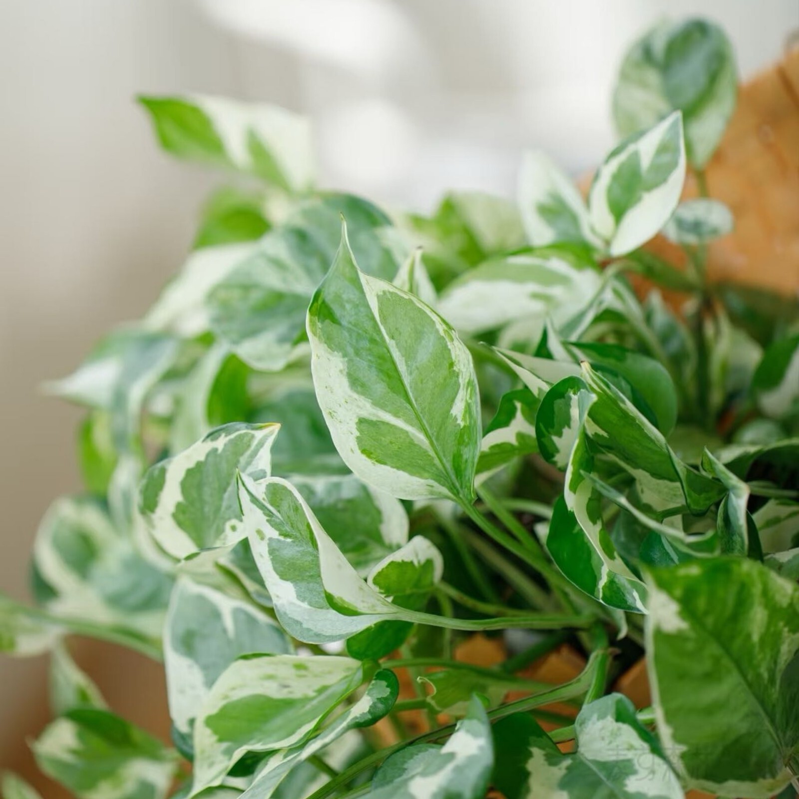Pothos ‘Pearls and Jade’ – 3 Cuttings – 4”-5” Devil’s Ivy Indoor House Plant