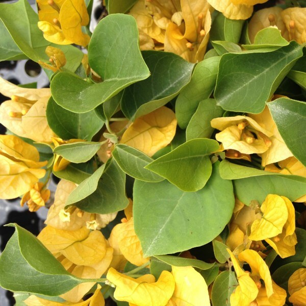 Well Rooted **CALIFORNIA GOLD** Live Bougainvillea starter/plug plant*