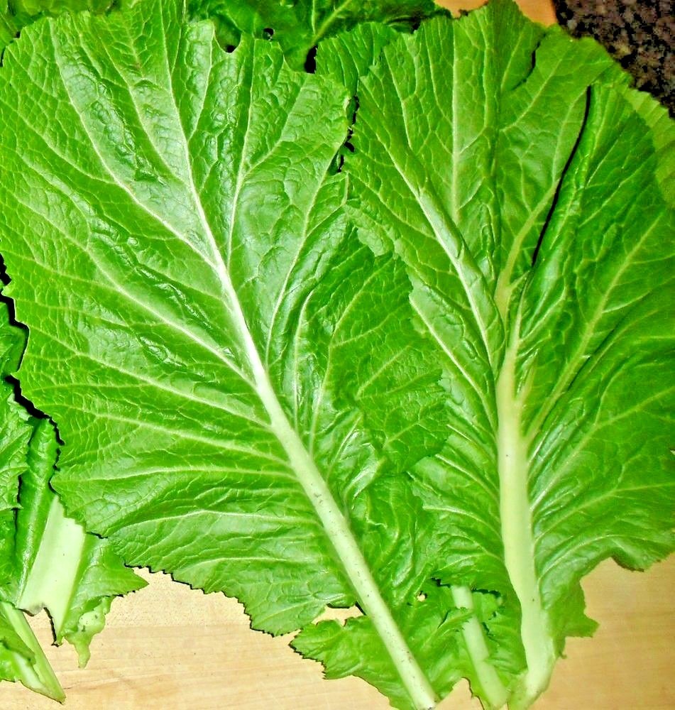 601+Florida Broadleaf MUSTARD GREENS Seeds Organic Spring Fall Garden Container