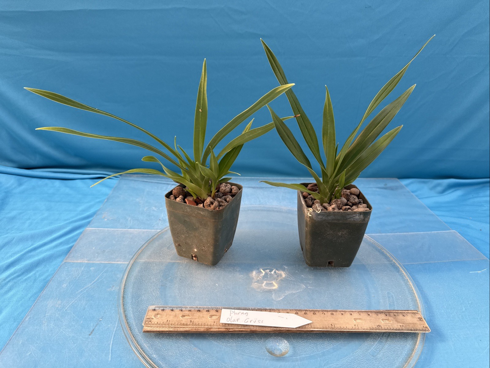 Phragmipedium Olaf Grüss Red Pink Orange Orchid Hybrid Fresh Import 4” RePot