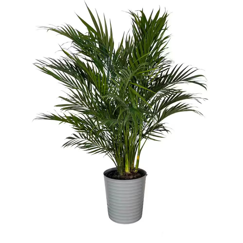 10 In. Cat Palm Plant in Deco Pot