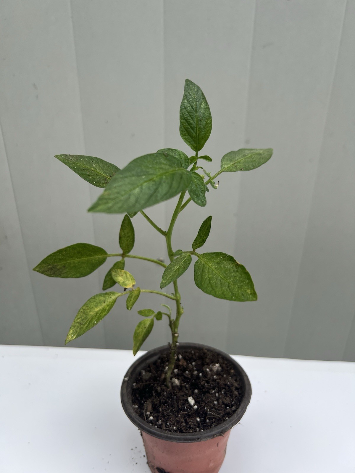 1 Pepino Melon Plant With Pot 12” Golden Ginseng Fruit Plant Ready To Plant
