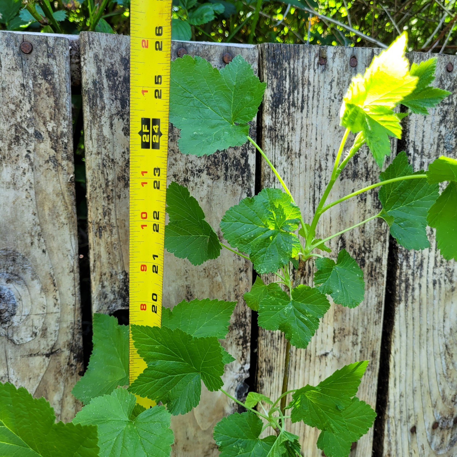 Black Currant Ribes Nigrum Live Plant 26″ Bare-Root Cold Hardy USDA Zones 3-8