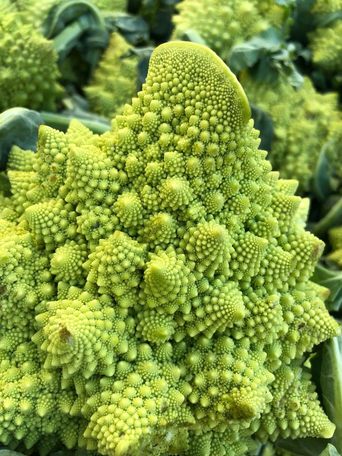 Romanesco Cauliflower Seeds | Brassica Green Italian Roman Broccoli Seeds 2024