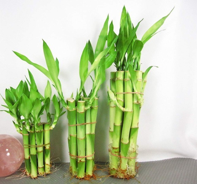 30 Stalks of Straight Lucky Bamboo Bare Root Evergreen Tropical Houseplant