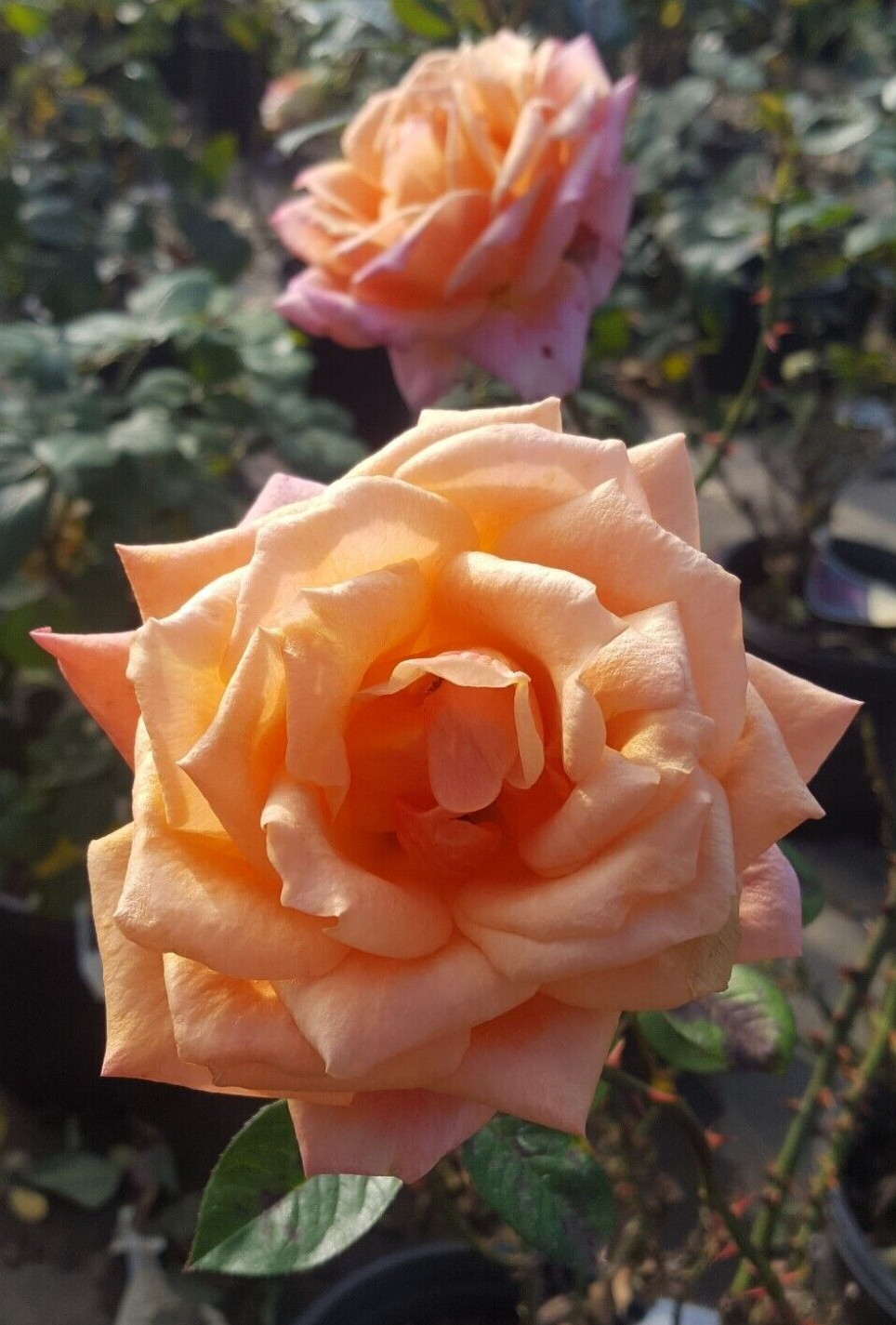 ARIZONA ROSE Orange Yellow 5 Gal Live Bush Plants Grandiflora Plant Fine Roses