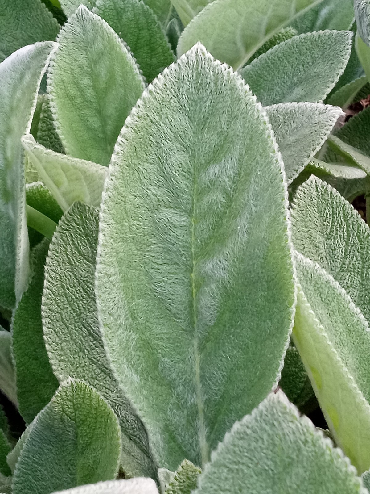 5 Lamb’s Ear Stachys Byzantina Soft Fuzzy Leaves – Perennial – Ready to Grow