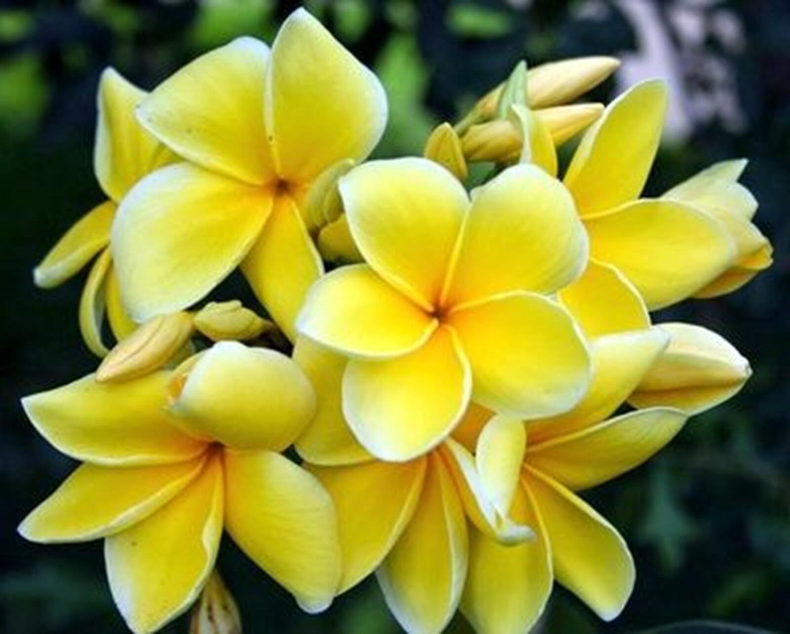 5 Yellow White Plumeria Seeds Perennial Flowers Flower Frangipani US SELL