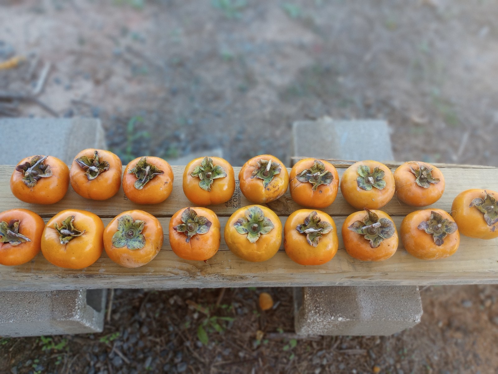 10 PCS FUYU TOMATO SHAPE PERSIMMON TREE UNROOTED CUTTINGS 8″ Long For Grafting