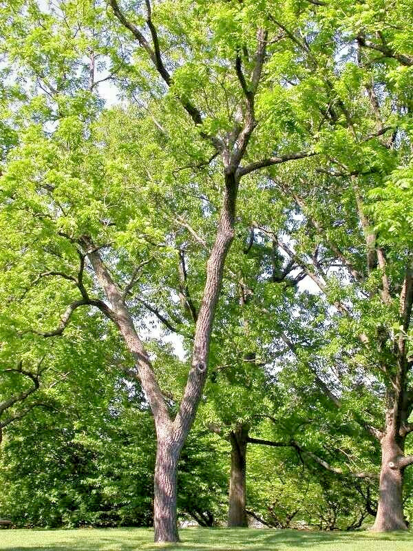 5 BLACK WALNUT NUTS – Juglans nigra