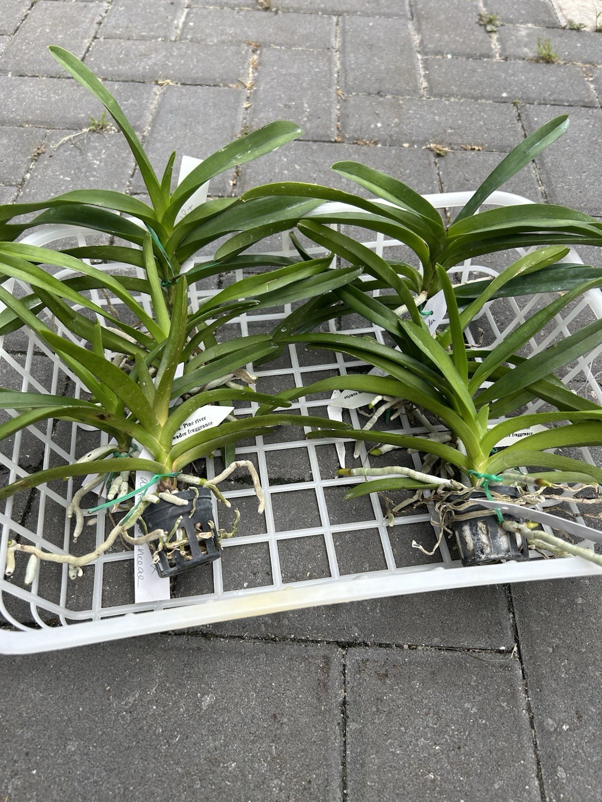 V. Hongsilp X V ceorulea. orchid Seedling