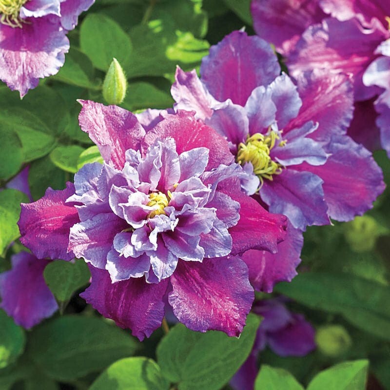 25 Piilu Clematis Seeds Climbing Perennial Plumeria Bloom Seed 729 USA SELLER