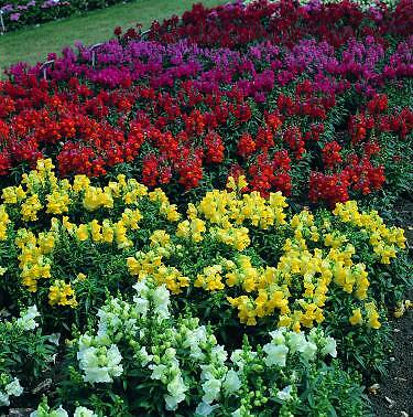 Snapdragon Floral Showers Mix 1,000 seeds