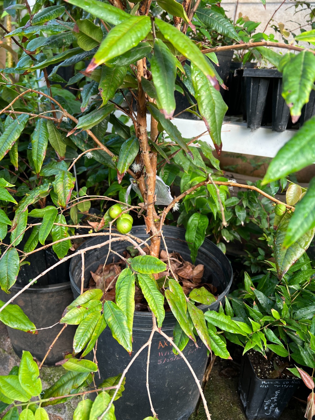 AxP “White” Jaboticaba Seeds – Aureana x Phitrantha Cross Hybrid From Hawaii
