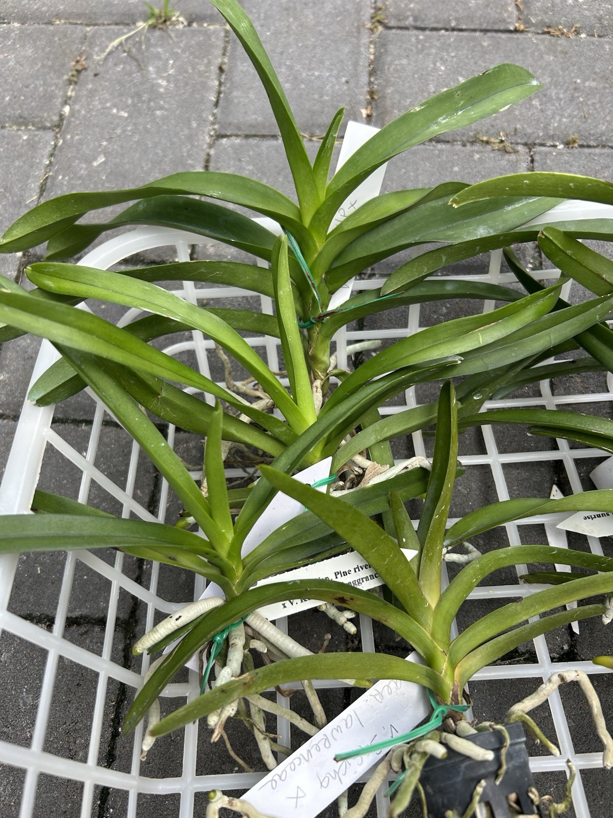 V. Hongsilp X V ceorulea. orchid Seedling