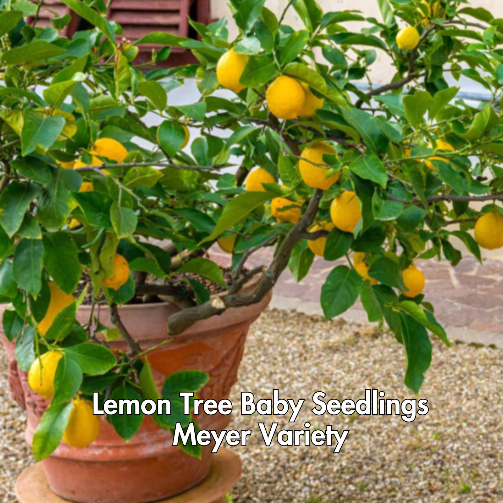 Lemon Meyer Trees Live Starter Plants, Meyer Seedling, Rooted, Grown from Seed