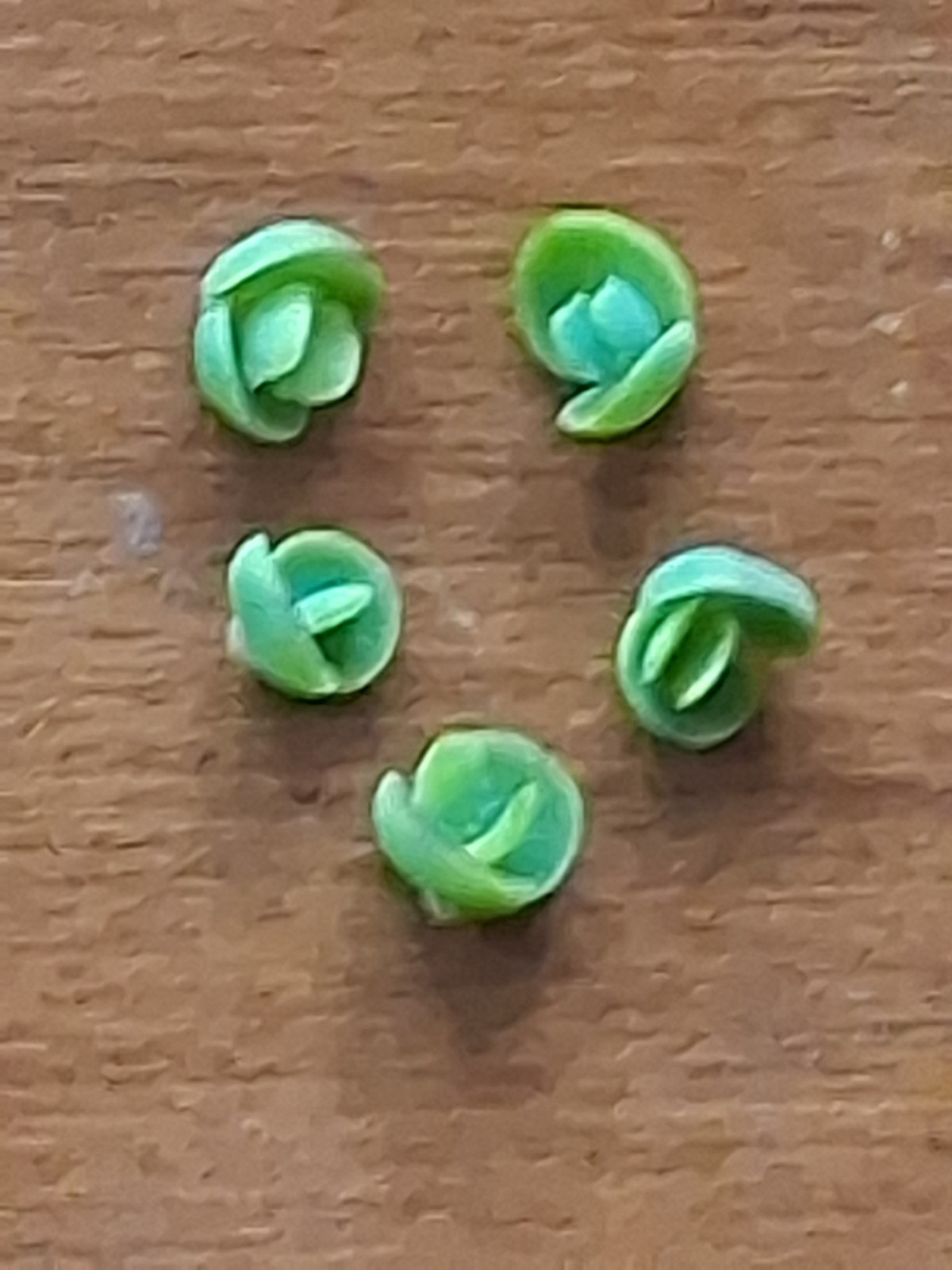 Kalanchoe Mother of Thousands Succulent Plant Babies Pups Clones 5 Pack