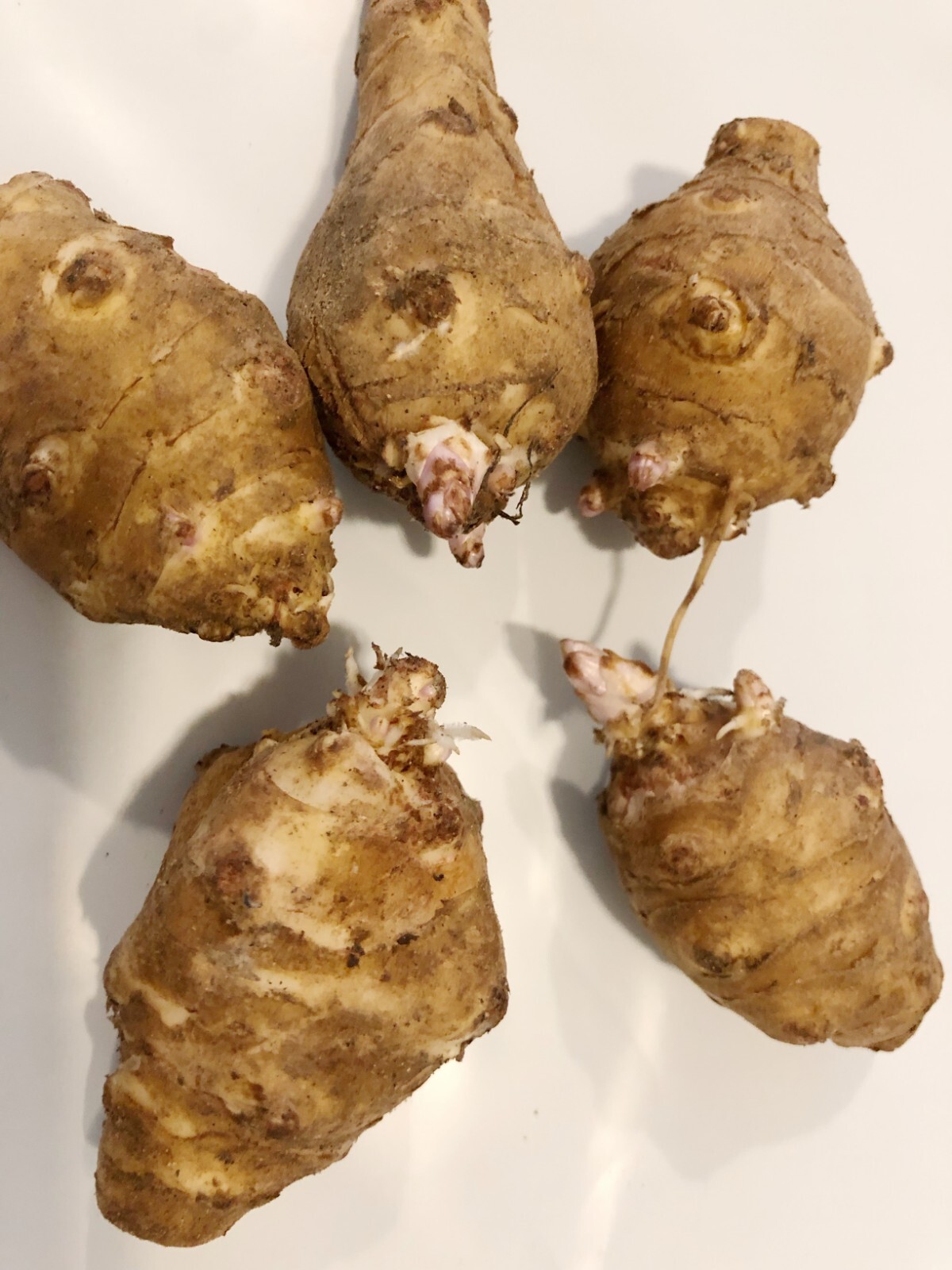 2.5lbs Jerusalem Artichokes AKA Sunchokes; Sunroot; Wild Sunflower