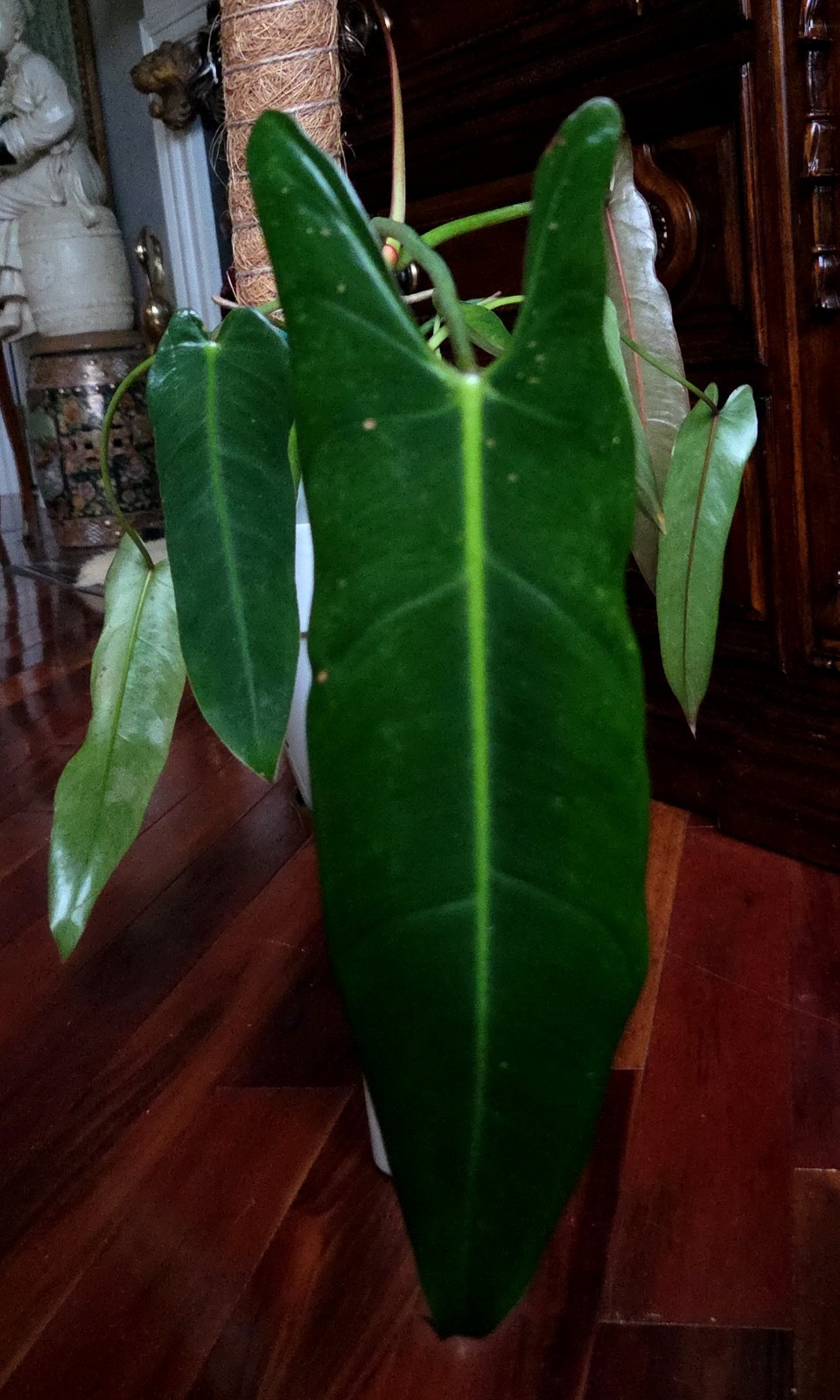 Rare Philodendron Spiritu Sancti 20″ Tall Aroid Not Monstera Anthurium Syngonium