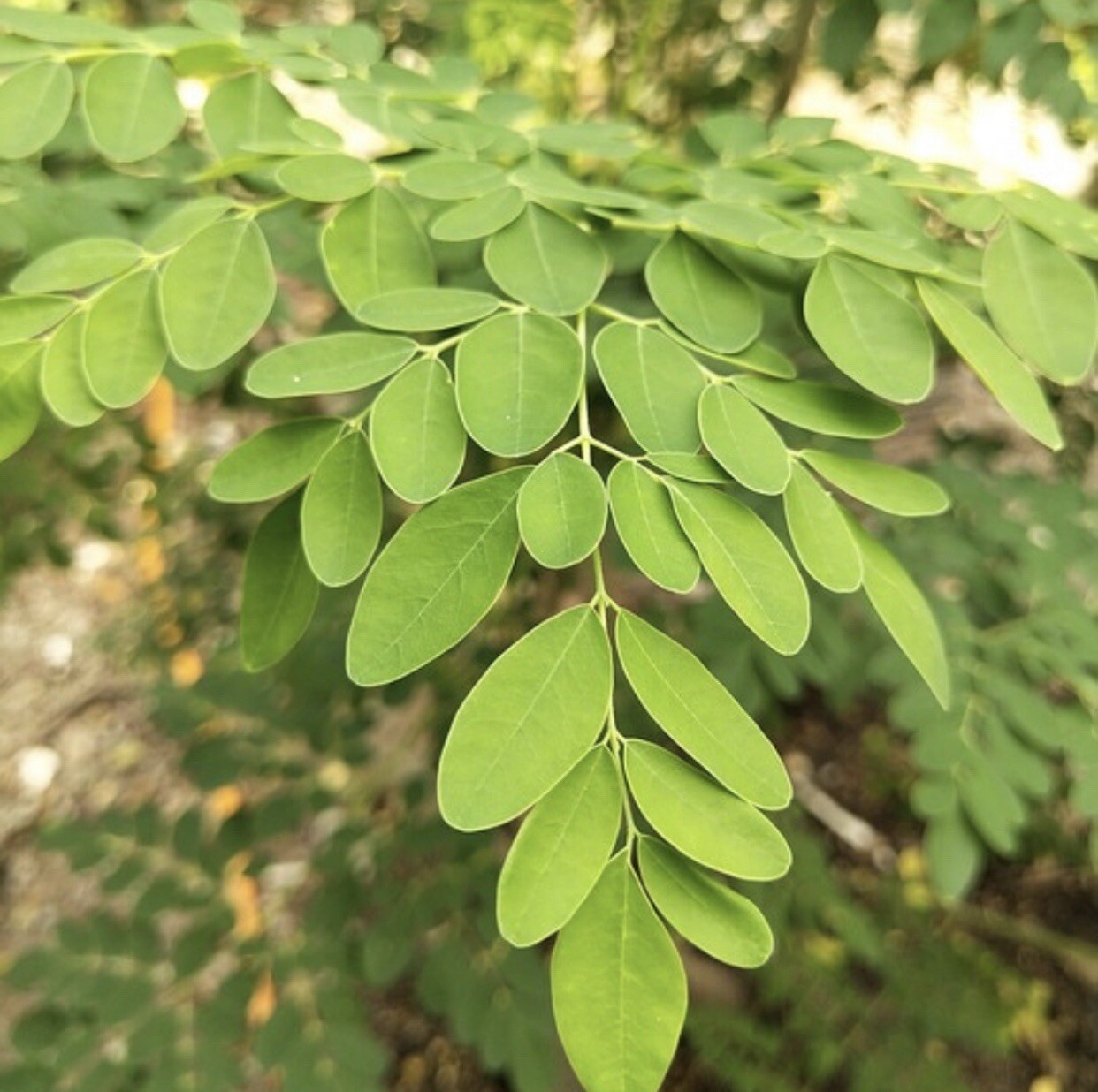 10 Packet Filipino | Asian SEEDS Bundle for Planting