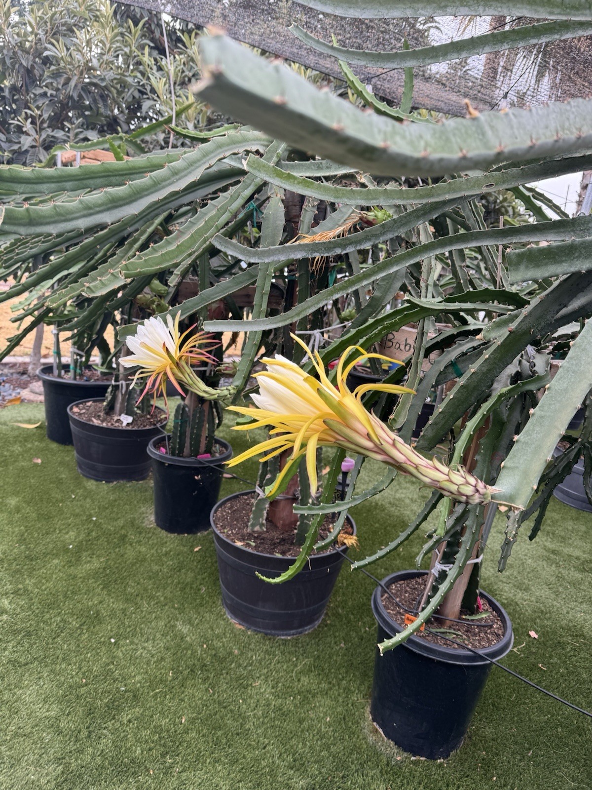 3 Asunta5 DRAGON FRUIT CUTTING 8-12 Inches Check Description