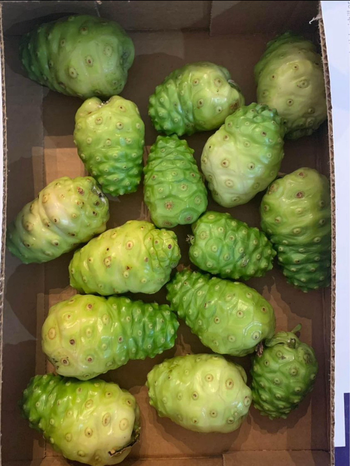 Fresh Noni Fruit – Hand-Picked in Miami, Florida 🌴