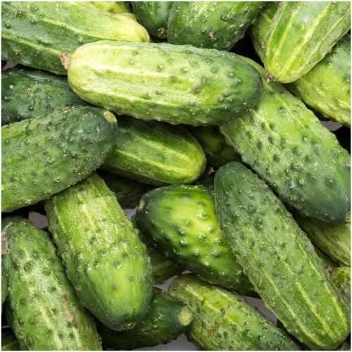 Wisconsin SMR-58 Cucumber Seeds For Planting (Cucumis sativus)