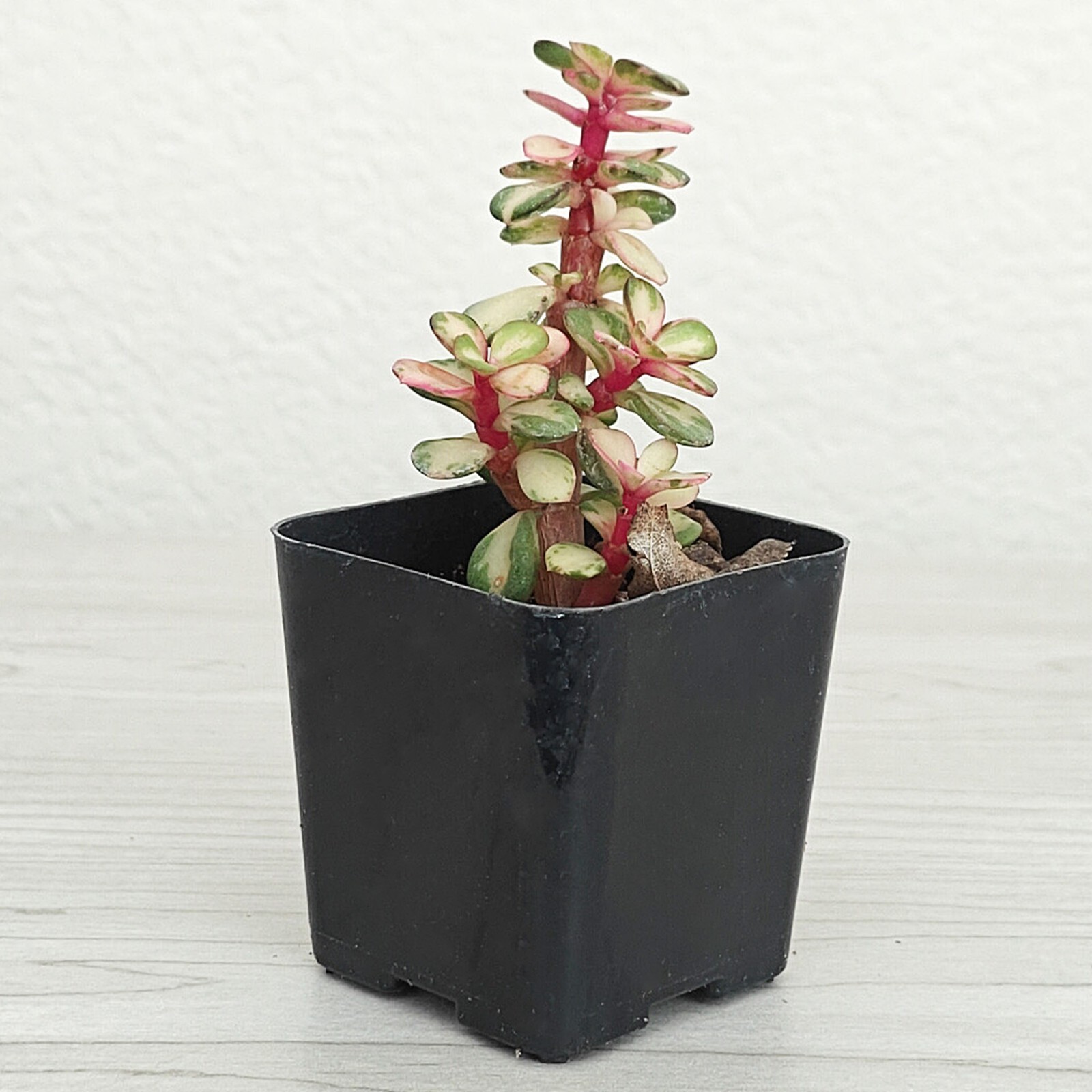 Succulent Plant – Portulacaria Afra Variegated – Live Plants In 2″ Pot