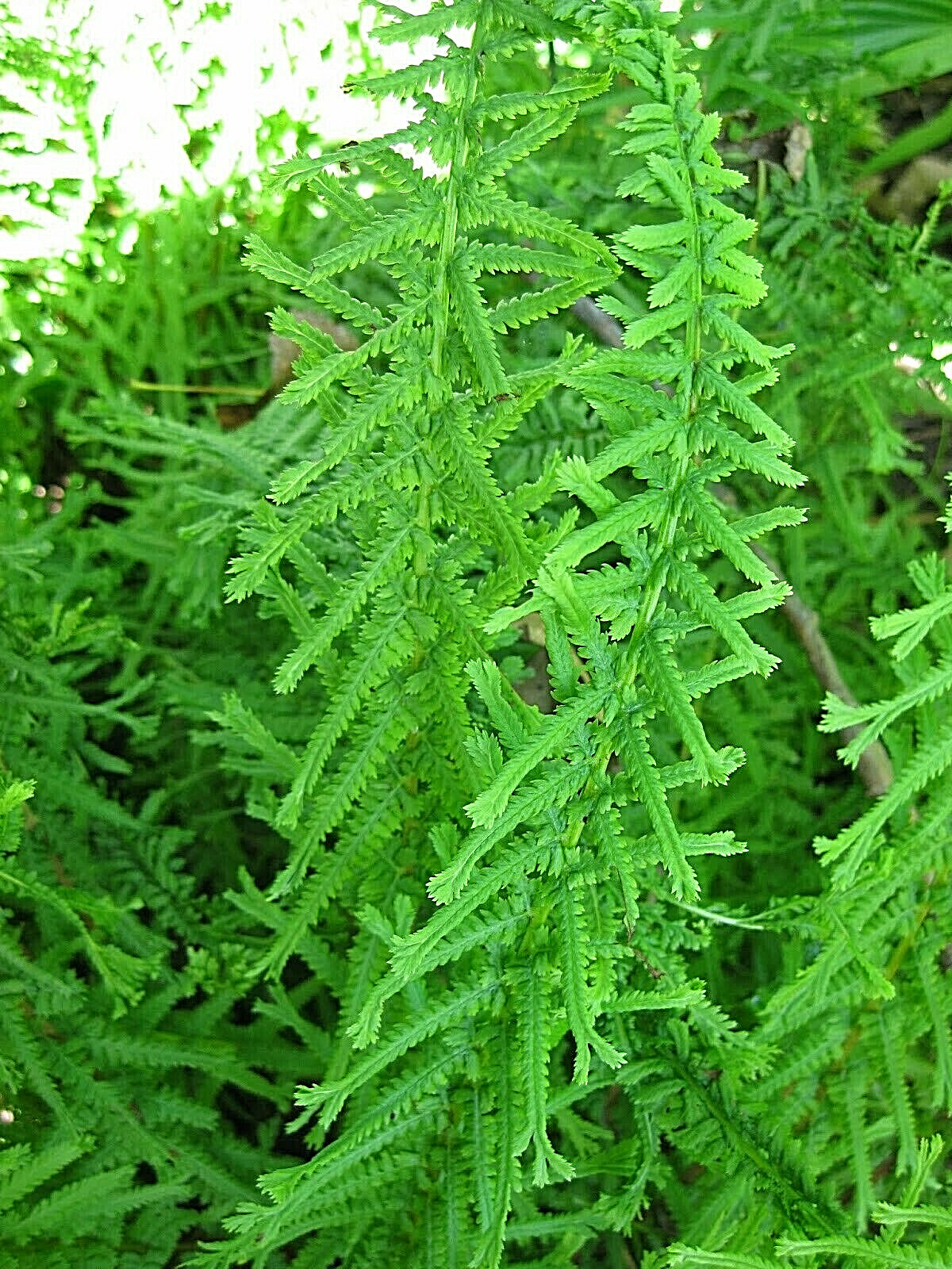 DRE’S DAGGER FERN 1001 SPORES (SEEDS), VICTORIA FERN, HARDY FERN, USA SELLER