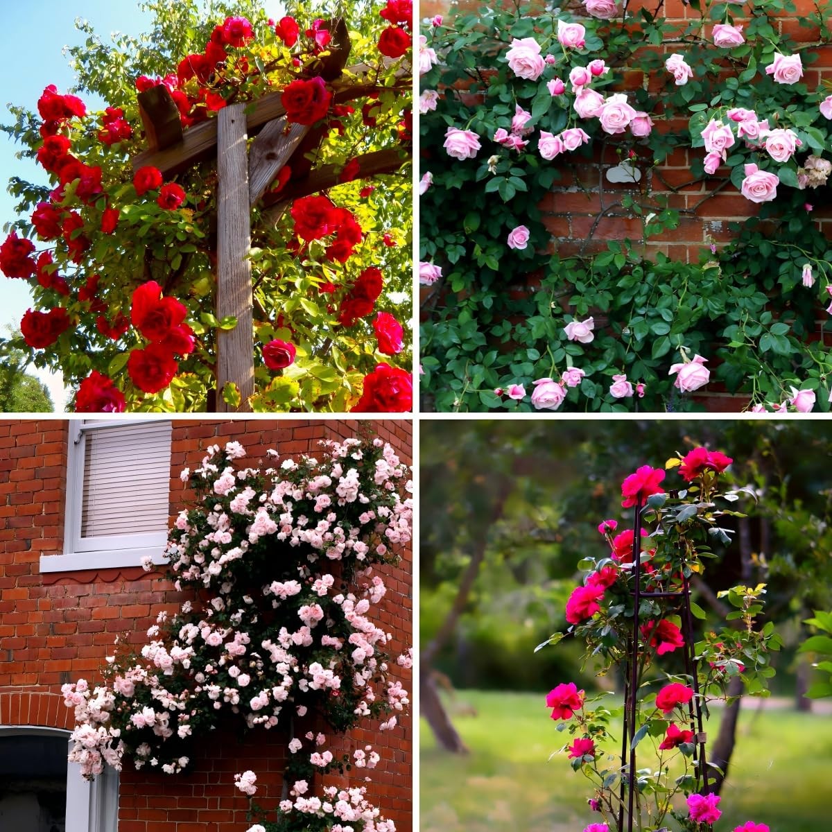 Carpet Creeping Carpetc 250 Mixed Climbing Rose Seeds For Planting Rosa Hybrid