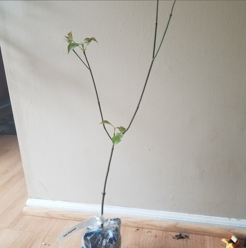 White Flowering Dogwood Tree, 10-16″ Tall Live Plant, Quart Pot – Cornus florida