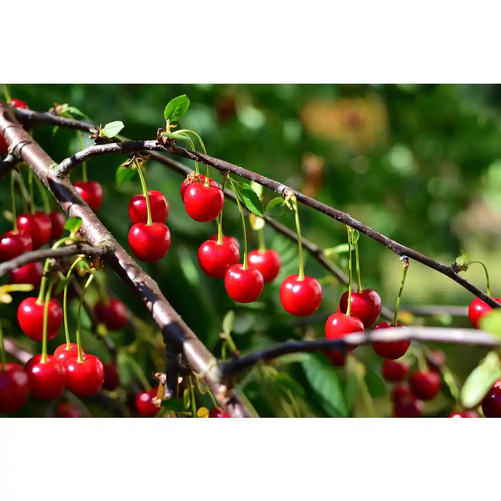 3 Ft. – 4 Ft. Tall Bare-Root Montmorency Pie Cherry Tree Free Ship NEW