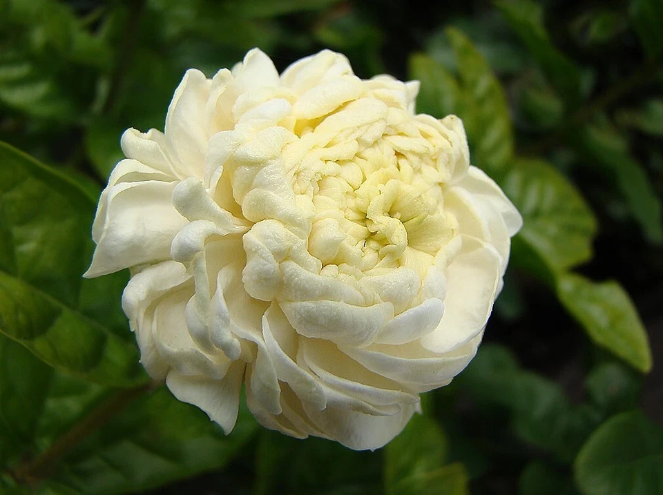 4″ Pot~Grand Duke of Tuscany Jasmine~Jasminum Sambac~Extremely Fragrant!