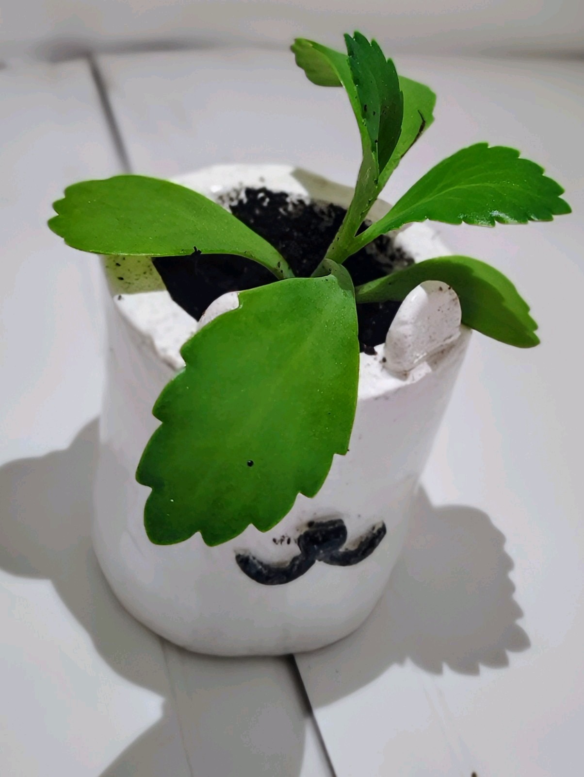 Mother of thousands Kalanchoe rare succulent Live Plant