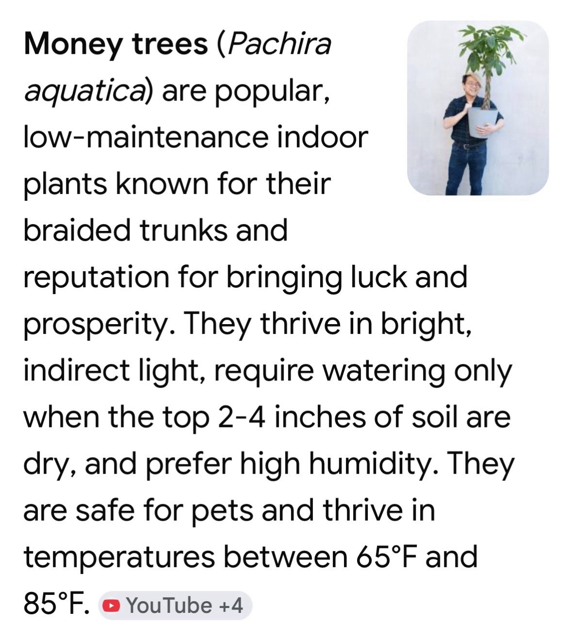 🪴Feng Shui Good Karma Chinese Money Starter Plant Promotes Prosperity,Peace