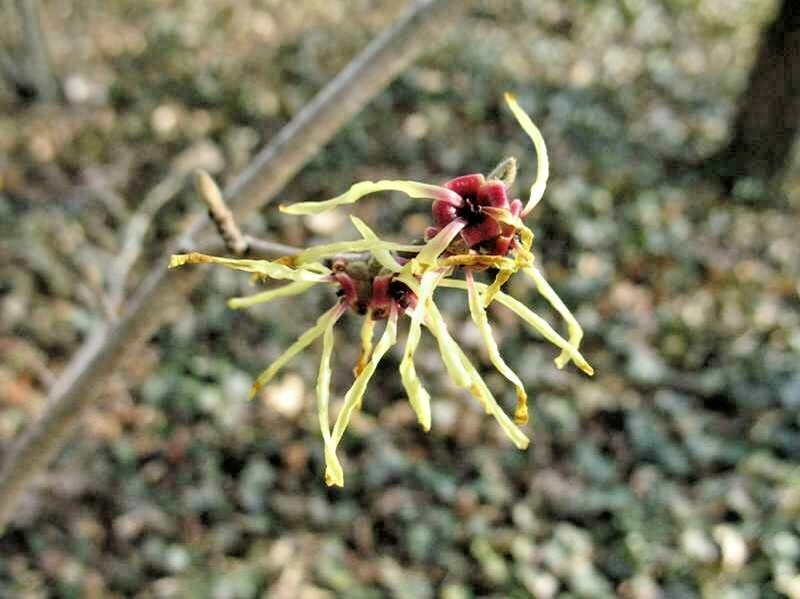 10 MOONLIGHT WITCH HAZEL SEEDS – Hamamelis x intermedia ‘Moonlight’