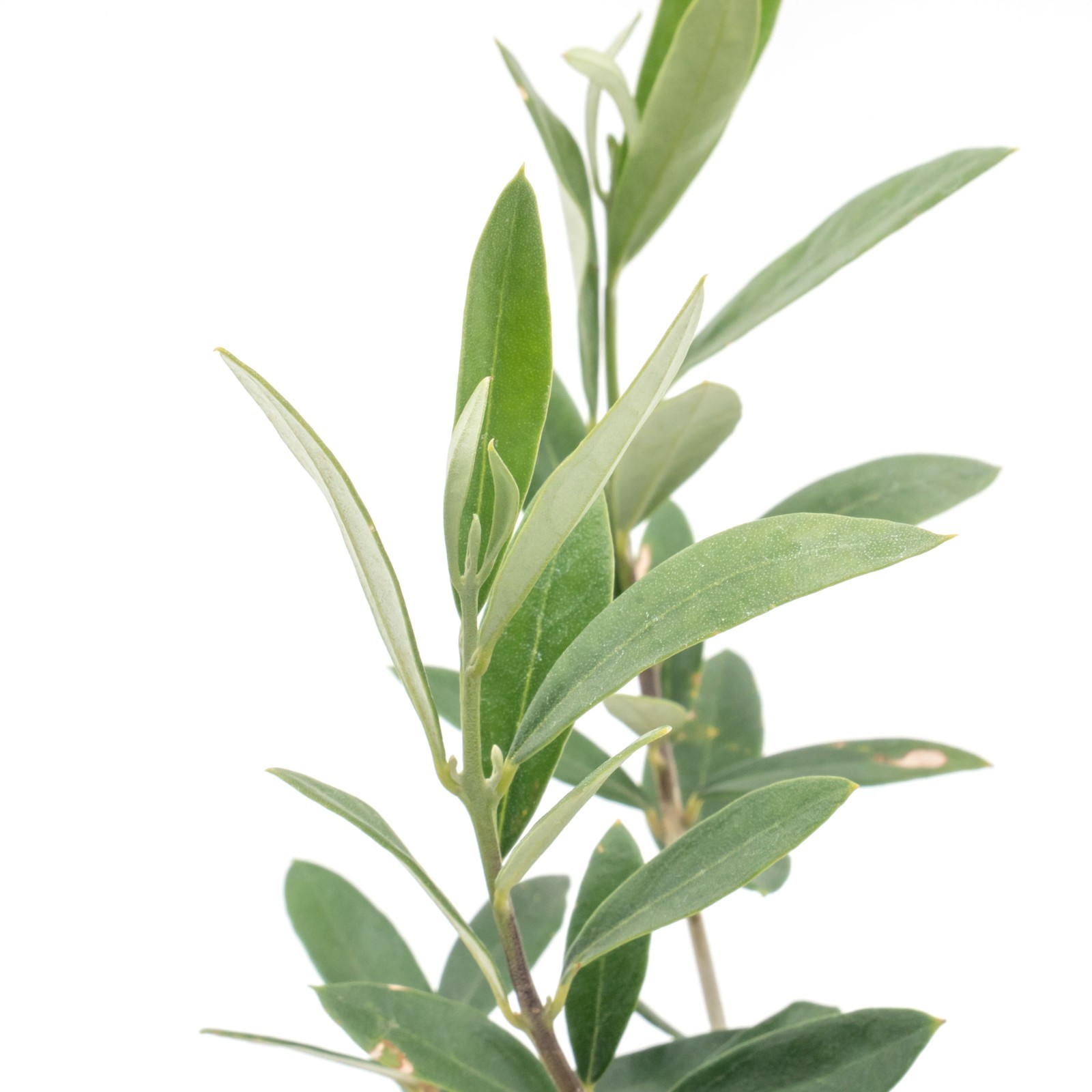 Dwarf Fruitless Olive Tree, 2.5-inch Nursery Cubes, Olea europaea ‘Montra’